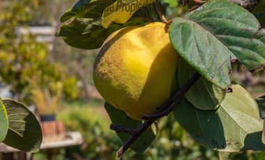 Centro de eventos 5.000 m2, a 25 minutos de La Serena. $340 millones
