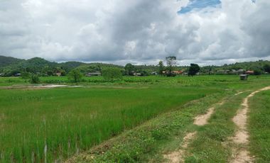 Land sale 5rai 8Wa. 2MB, including transfer, rice field at the foot of the mountain, Mueang Pan District, Lampang.