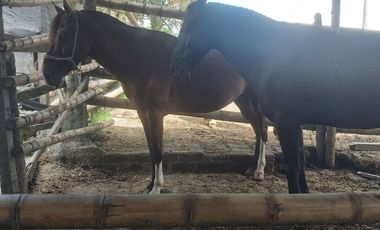 FINCA GANADERA