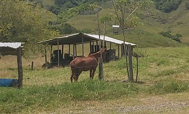 FINCA GANADERA
