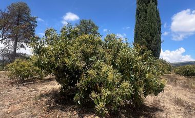 Mira - Carchi - De Venta Hermosa Finca Aguacatera con Casa Moderna de 500m2