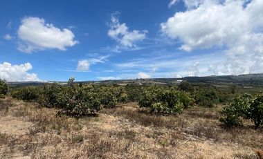 Mira - Carchi - De Venta Hermosa Finca Aguacatera con Casa Moderna de 500m2