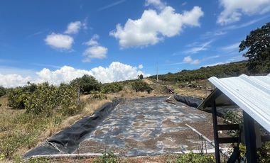 Mira - Carchi - De Venta Hermosa Finca Aguacatera con Casa Moderna de 500m2