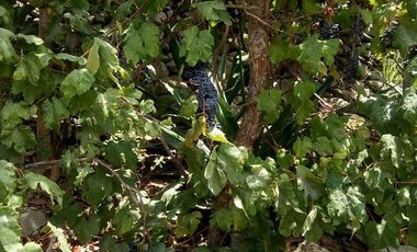 HERMOSO TERRENO EN LUNAHUANA ANEXO CATAPALLA A PIE DE CERRO