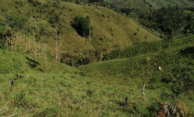 Venta Finca Ganadera y Agrícola San Roque Antioquia