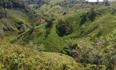 Venta Finca Ganadera y Agrícola San Roque Antioquia