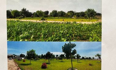 VENDO PREDIO EN EL CARMEN, CHINCHA, A 2KM DE LA HACIENDA SAN JOSÉ
