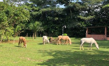 VENTA HACIENDA VÍA SANTO DOMINGO / LA CONCORDIA