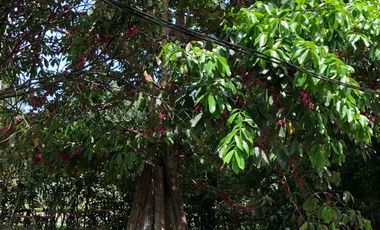 VENTA HACIENDA VÍA SANTO DOMINGO / LA CONCORDIA
