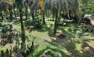 VENTA HACIENDA VÍA SANTO DOMINGO / LA CONCORDIA