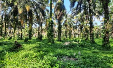 VENTA HACIENDA VÍA SANTO DOMINGO / LA CONCORDIA