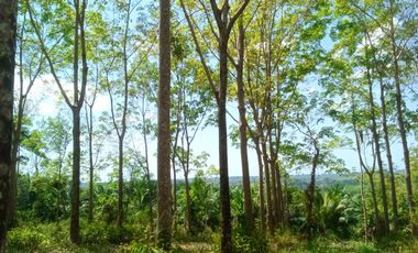 14 Rai Prime Hill Land with Rubber Plantation and Mountain Views for Sale in Thai Mueang, Phangnga