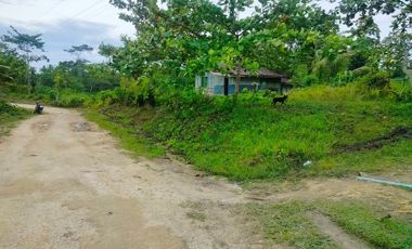 Farm lot for sale with a farm house  near highway at 100/sqm