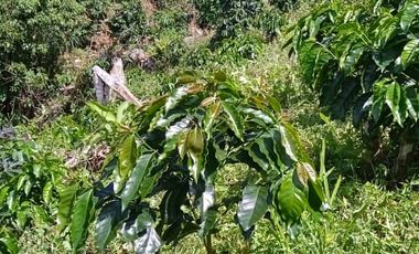 FINCA CON CAFÉ DE TRABAJO FAVORABLE EN AMALFI ANTIOQUIA COLOMBIA.
