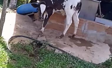 FINCA CON CAFÉ DE TRABAJO FAVORABLE EN AMALFI ANTIOQUIA COLOMBIA.