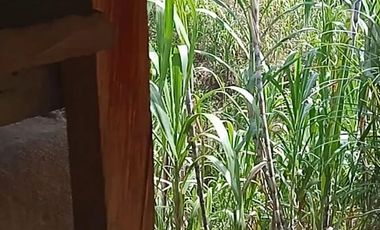 FINCA CON CAFÉ DE TRABAJO FAVORABLE EN AMALFI ANTIOQUIA COLOMBIA.