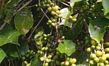 FINCA CON CAFÉ DE TRABAJO FAVORABLE EN AMALFI ANTIOQUIA COLOMBIA.
