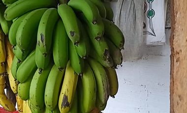 FINCA CON CAFÉ DE TRABAJO FAVORABLE EN AMALFI ANTIOQUIA COLOMBIA.