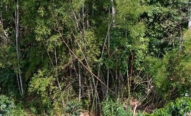 FINCA CON CAFÉ DE TRABAJO FAVORABLE EN AMALFI ANTIOQUIA COLOMBIA.