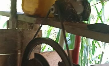 FINCA CON CAFÉ DE TRABAJO FAVORABLE EN AMALFI ANTIOQUIA COLOMBIA.