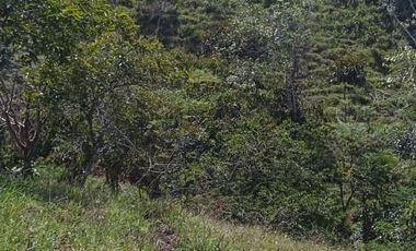 FINCA CON CAFÉ DE TRABAJO FAVORABLE EN AMALFI ANTIOQUIA COLOMBIA.