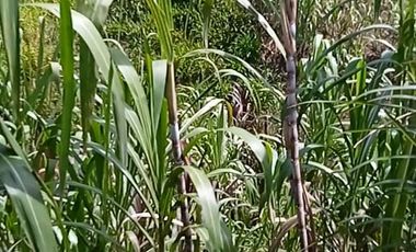 FINCA CON CAFÉ DE TRABAJO FAVORABLE EN AMALFI ANTIOQUIA COLOMBIA.