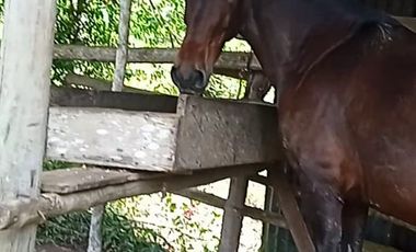 FINCA CON CAFÉ DE TRABAJO FAVORABLE EN AMALFI ANTIOQUIA COLOMBIA.