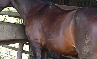 FINCA CON CAFÉ DE TRABAJO FAVORABLE EN AMALFI ANTIOQUIA COLOMBIA.