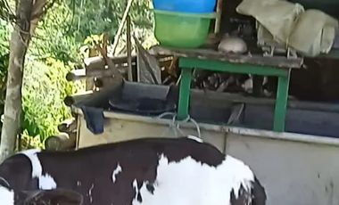 FINCA CON CAFÉ DE TRABAJO FAVORABLE EN AMALFI ANTIOQUIA COLOMBIA.