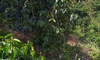 FINCA CON CAFÉ DE TRABAJO FAVORABLE EN AMALFI ANTIOQUIA COLOMBIA.