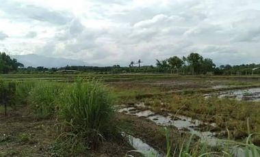 Land for sale 8-2-95 rai, 4.5 million baht, Ban Pa Daeng, Ban Dong Pa Ngeo Road, Mae Thalap Subdistrict, Chai Prakan, Chiang Mai.