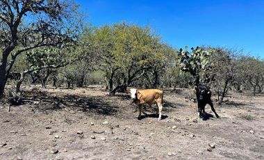 Rancho en venta entre San Miguel y Querétaro