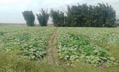 (M)VENDO ECELENTE TERRENO CHANCAY KLM. 84 ESPALDAS DE ARCOR