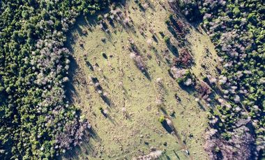 Campo en venta en Fresia - Santa María - 30 hectáreas