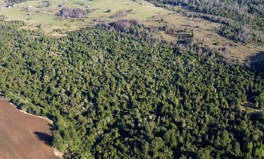 Campo en venta en Fresia - Santa María - 30 hectáreas