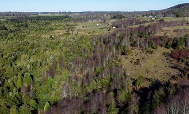 Campo en venta en Fresia - Santa María - 30 hectáreas