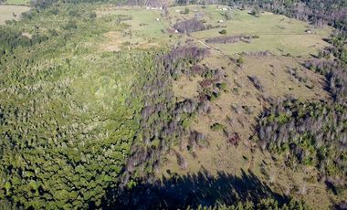 Campo en venta en Fresia - Santa María - 30 hectáreas