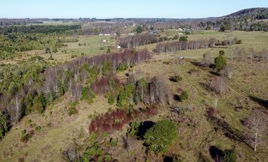 Campo en venta en Fresia - Santa María - 30 hectáreas