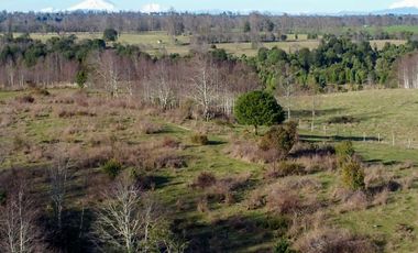 Campo en venta en Fresia - Santa María - 30 hectáreas