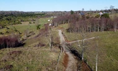 Campo en venta en Fresia - Santa María - 30 hectáreas