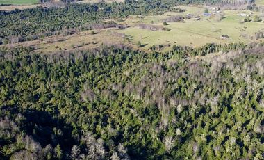 Campo en venta en Fresia - Santa María - 30 hectáreas