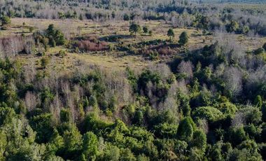 Campo en venta en Fresia - Santa María - 30 hectáreas