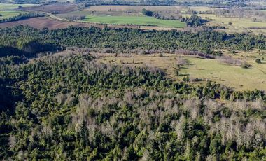 Campo en venta en Fresia - Santa María - 30 hectáreas