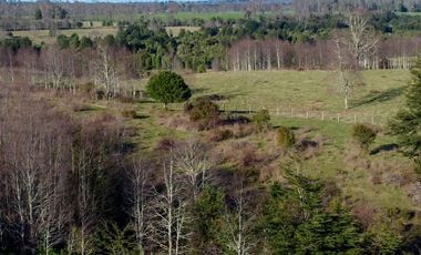 Campo en venta en Fresia - Santa María - 30 hectáreas