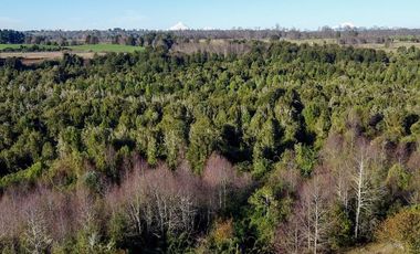 Campo en venta en Fresia - Santa María - 30 hectáreas