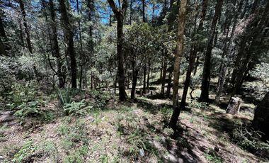 Invierte con Sentido: Naturaleza, Rentabilidad y Bienestar en un Solo Lugar