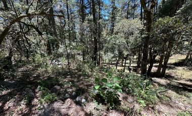 Invierte con Sentido: Naturaleza, Rentabilidad y Bienestar en un Solo Lugar