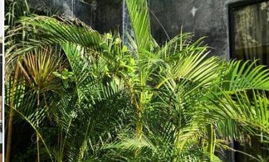 Estudio ubicado en el centro de Tulum