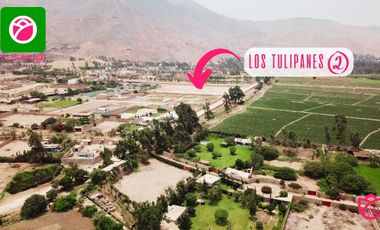 PROYECTO TULIPANES II