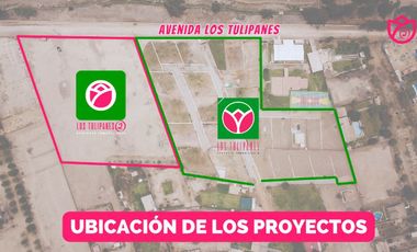 PROYECTO TULIPANES II